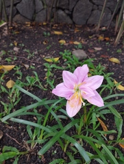 Zephyranthes rosea