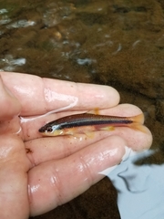 Notropis lutipinnis