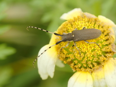 Agapanthia annularis