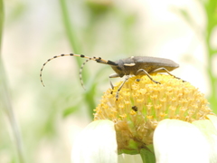 Agapanthia annularis