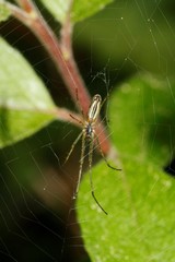 Tetragnatha montana