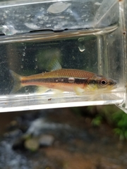 Notropis lutipinnis