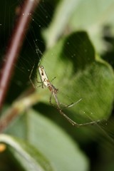 Tetragnatha montana