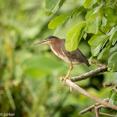 Butorides virescens