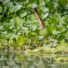 Butorides virescens