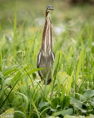 Butorides virescens