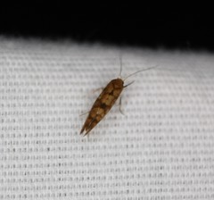 Argyresthia alternatella