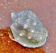 Purpura bufo