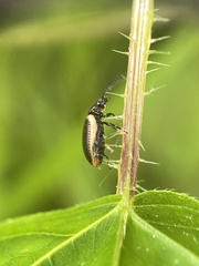 Microtheca ochroloma