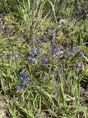 Collinsia grandiflora
