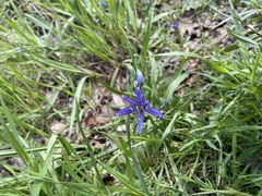 Collinsia grandiflora