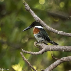 Chloroceryle americana