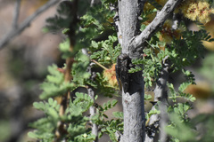 Chrysobothris merkelii