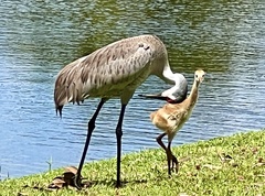 Grus canadensis image