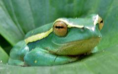 Hyperolius semidiscus