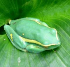 Hyperolius semidiscus