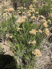 Ericameria nauseosa bernardina