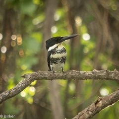 Chloroceryle americana