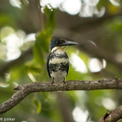 Chloroceryle americana