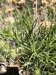 Ericameria nauseosa bernardina