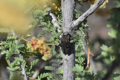 Chrysobothris merkelii