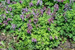 Corydalis solida