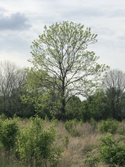 Fraxinus quadrangulata