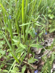 Collinsia grandiflora
