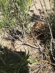 Ericameria nauseosa bernardina