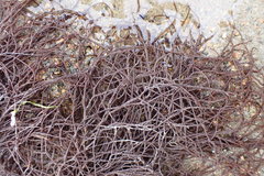 Gracilariaceae