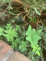 Oxalis