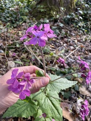 Lunaria annua