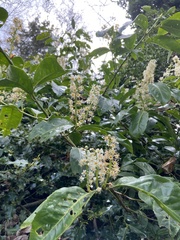 Prunus laurocerasus