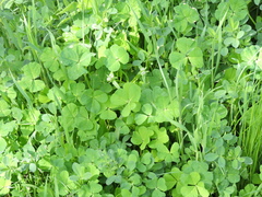 Medicago arabica