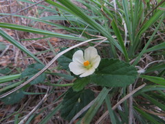 Rhynchosida physocalyx