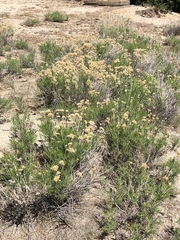 Ericameria nauseosa bernardina