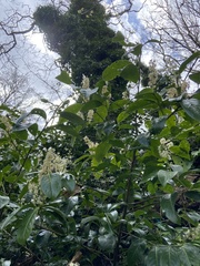 Prunus laurocerasus