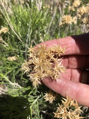 Ericameria nauseosa bernardina