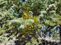 Phoradendron pauciflorum