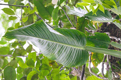 Monstera standleyana, photograph (c) Attila Oláh, some rights reserved (CC BY)