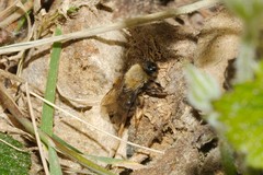 Andrena clarkella