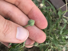 Chamaesaracha edwardsiana