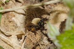 Andrena clarkella