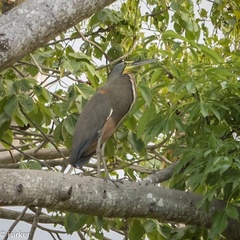 Tigrisoma mexicanum