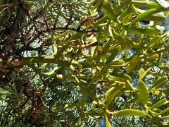 Phoradendron pauciflorum