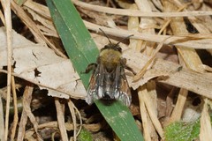 Andrena clarkella
