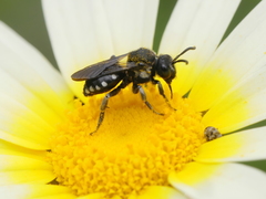 Ammobates oraniensis