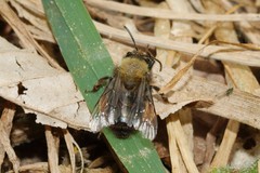 Andrena clarkella