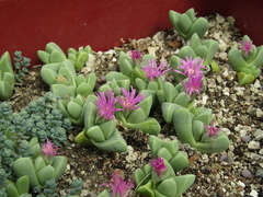 Gibbaeum petrense