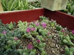 Gibbaeum petrense